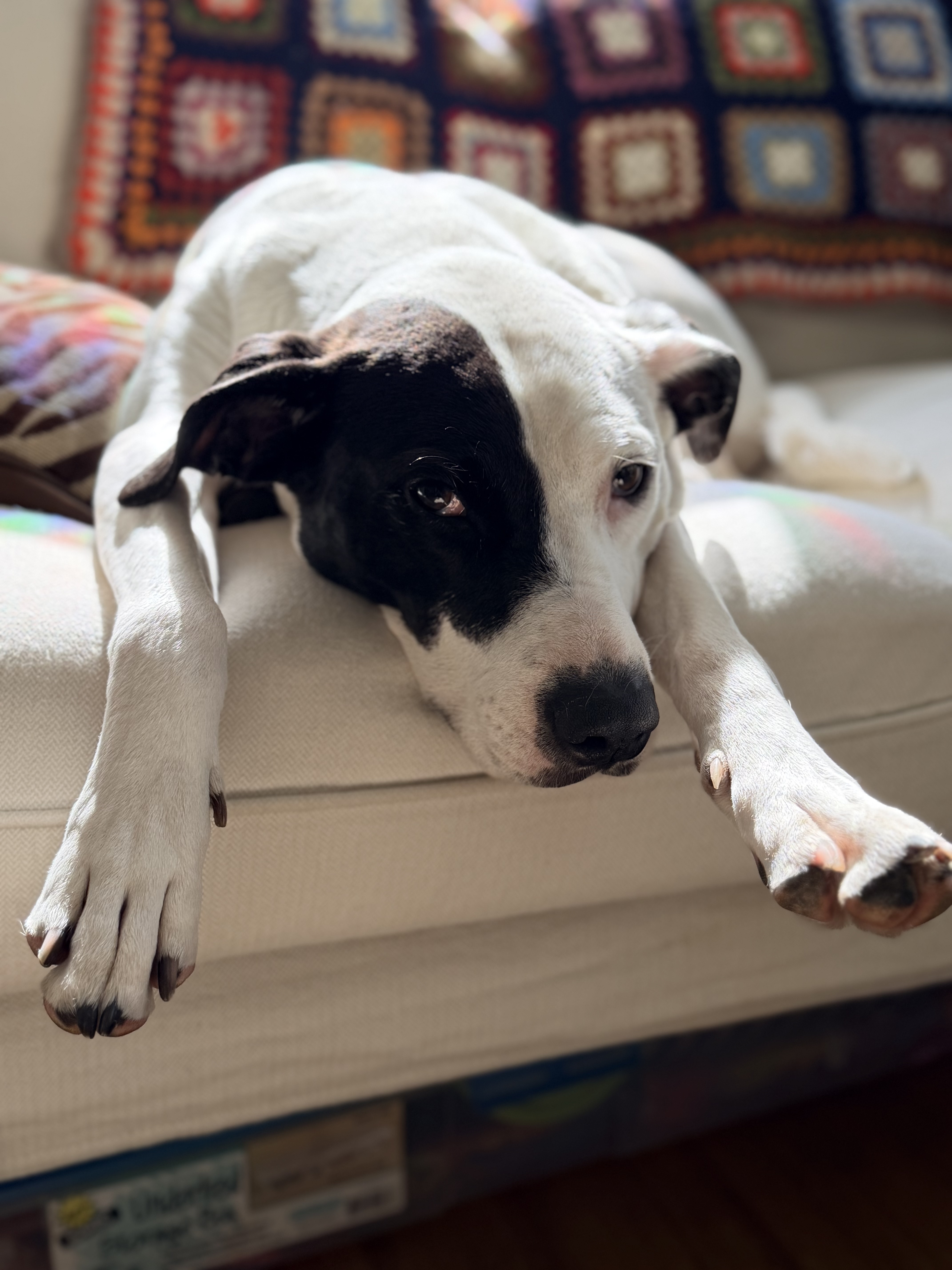 a sweet, snoozy white and black pit mix lying down on the couch