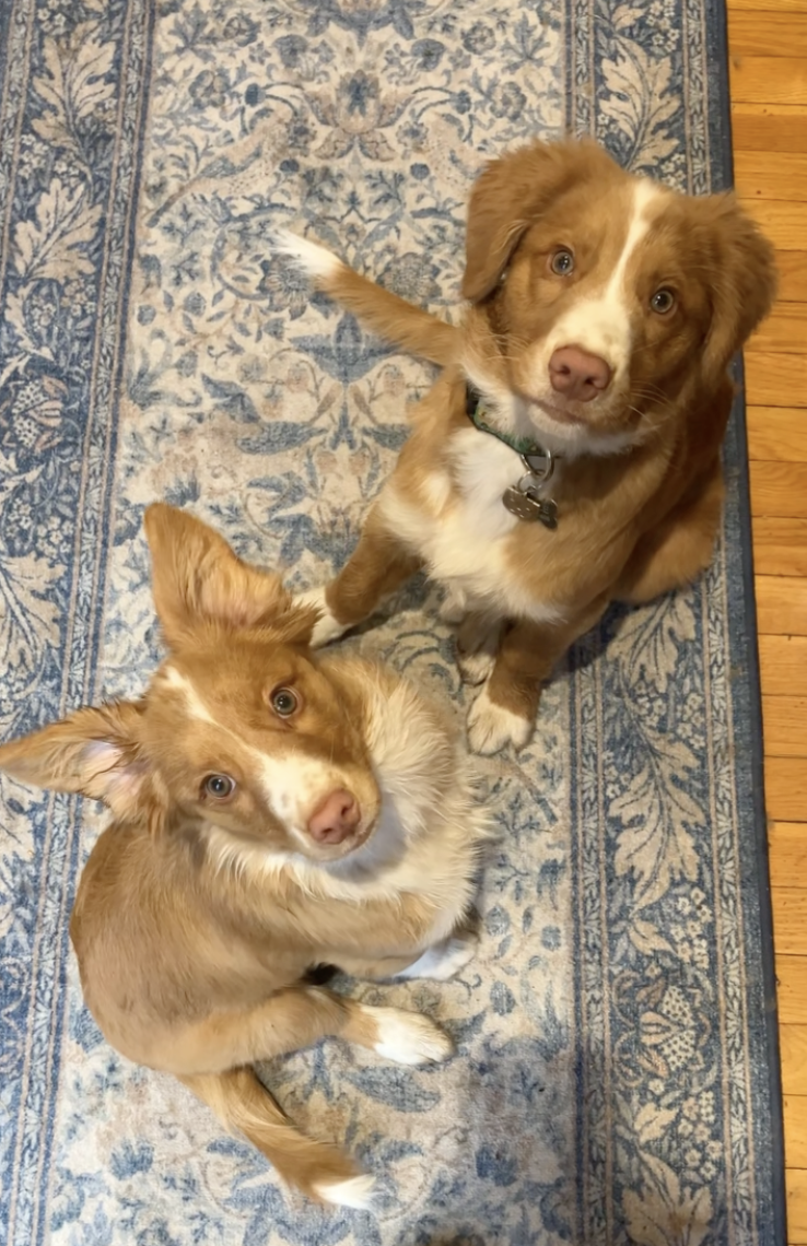 Two adorable nova scotia duck tolling retriever puppies looking up at the camera