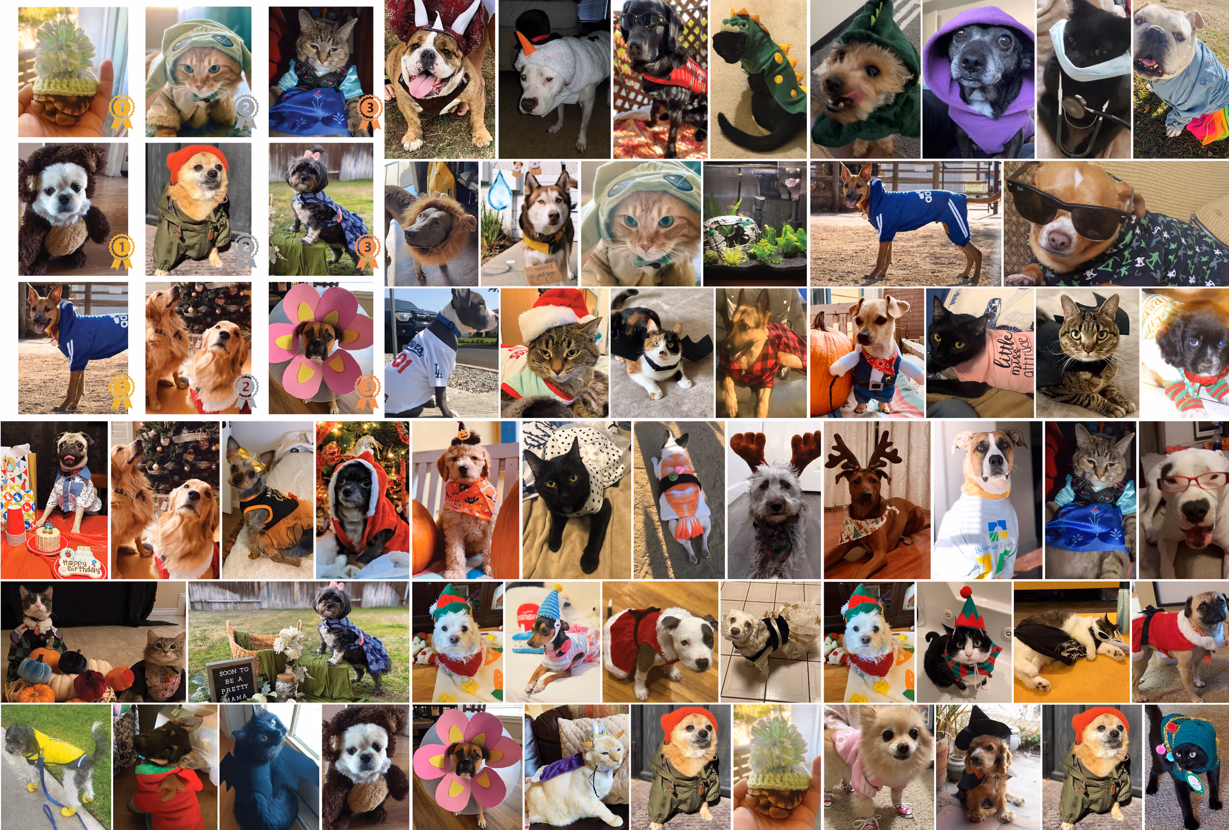 Behavior Frontiers 1st Annual Dress Up Your Pet Contest! — Behavior Frontiers