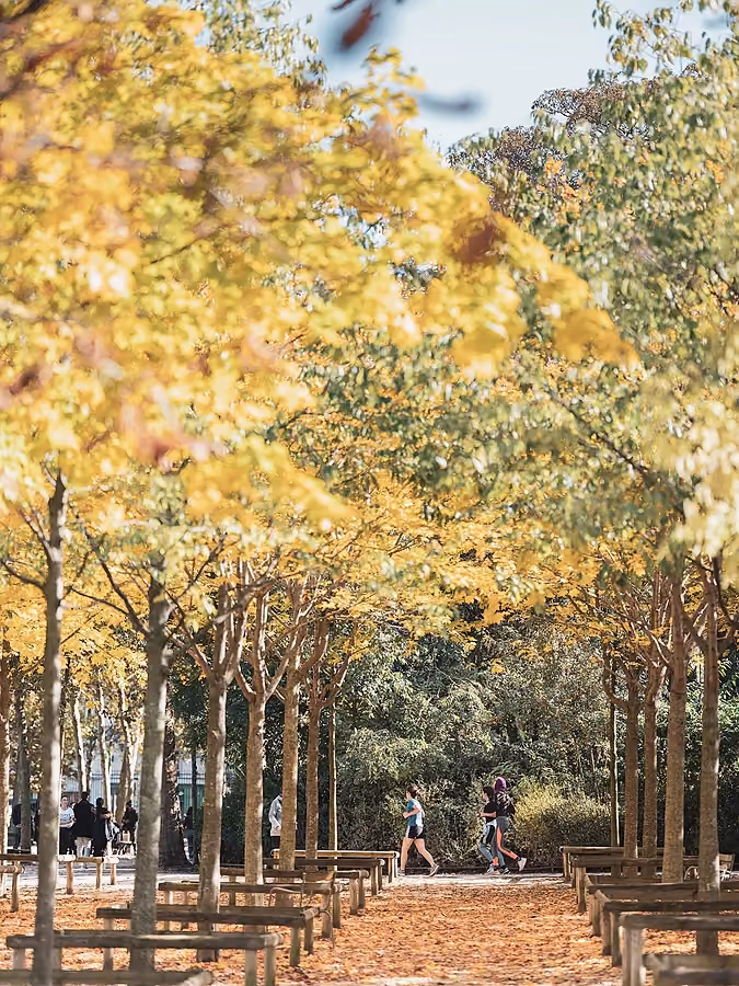 Allée d'un parc parisien bordée d'arbres aux feuillages d'automne dorés, avec un sol couvert de feuilles mortes.