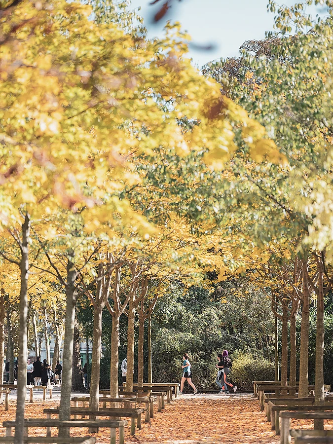 A path in a Parisian park lined with trees featuring golden autumn foliage, with the ground covered in fallen leaves.
