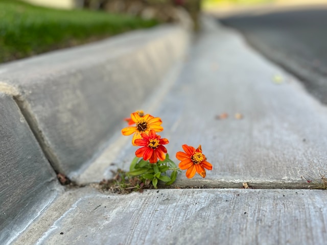 A close-up photograph of bright orange and yellow flowers growing out of a narrow crack between a concrete curb and the asphalt of a street.