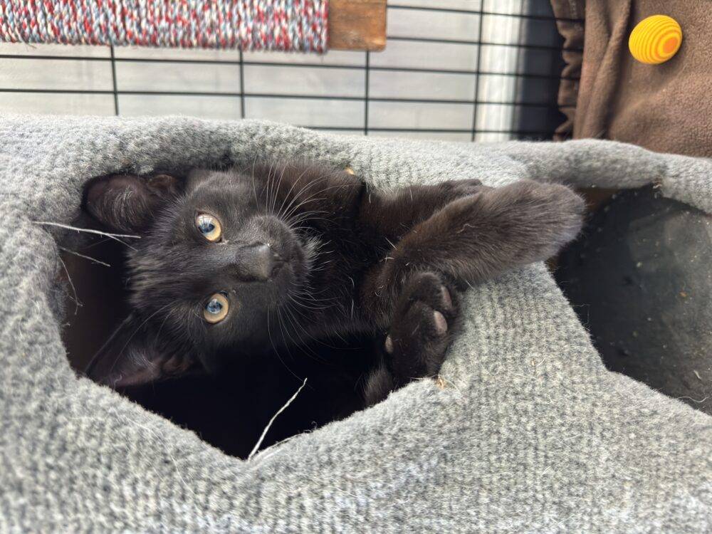 Winston, a black kitten available for adoption