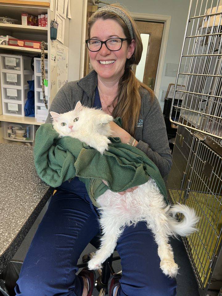 Feral Cat Awareness Day