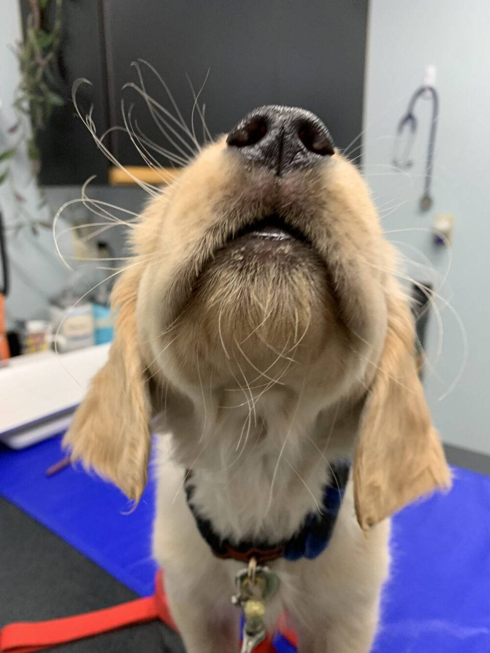 Pet Wellness Tip: Dental Health