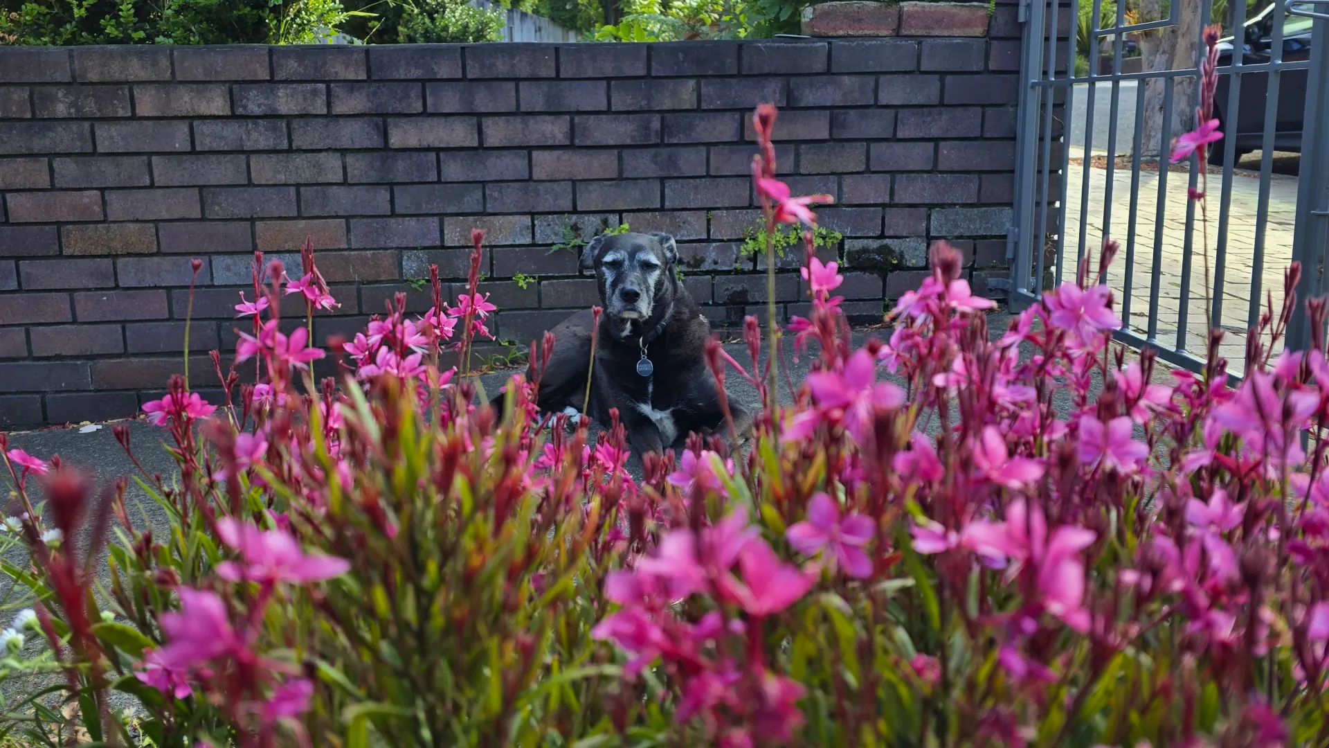 Owners Black dog resting in a sunny garden surrounded by green plants and purple flowers.