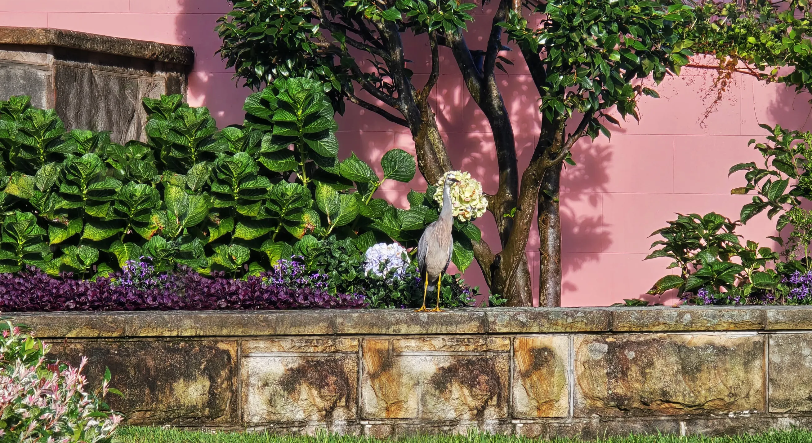 Stone planter with green plants, flowers, a tree, and a gray heron bird standing on its edge.