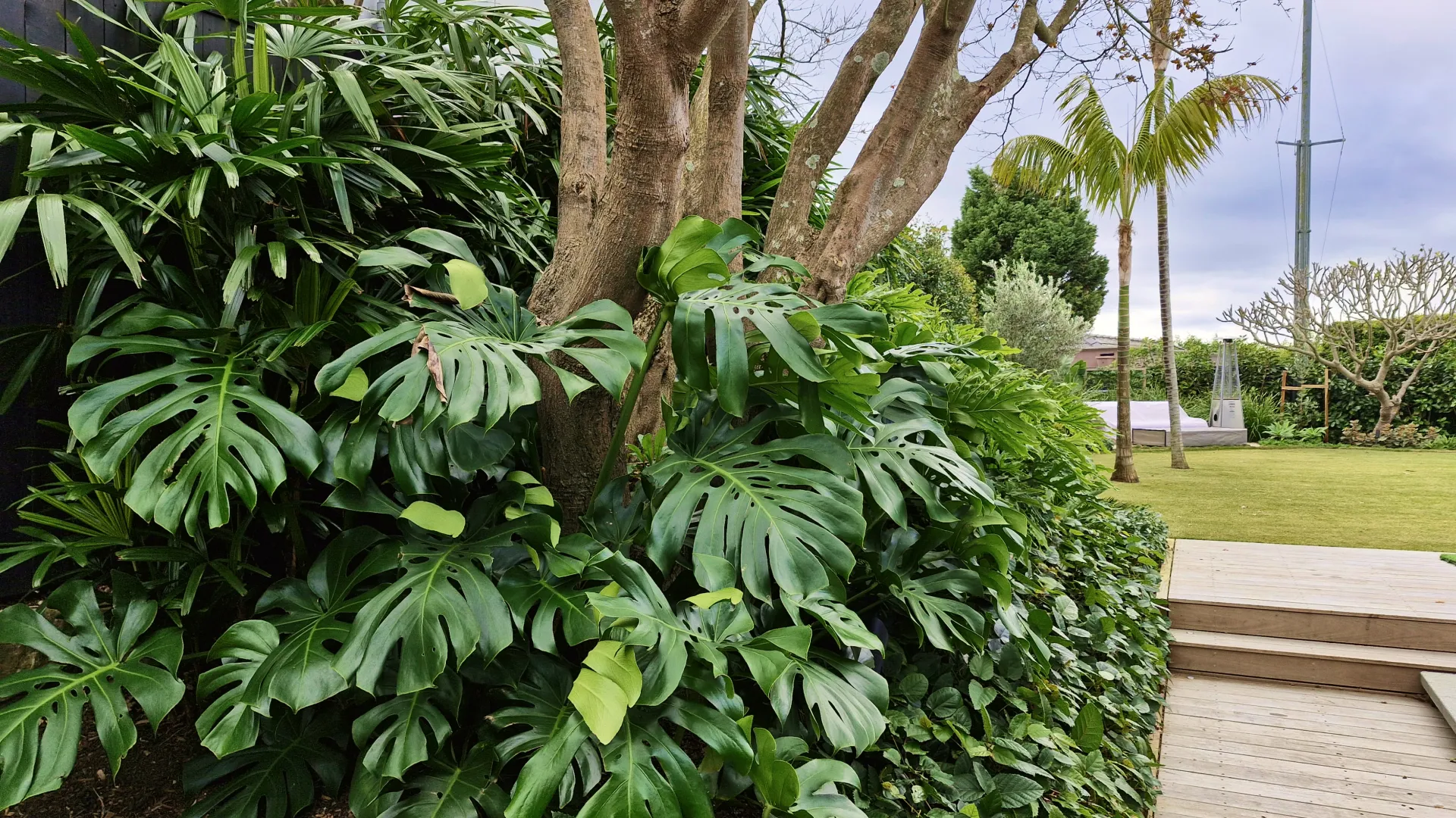 Green tropical plants and trees surrounding a wooden deck with lawn and palm trees in the background.