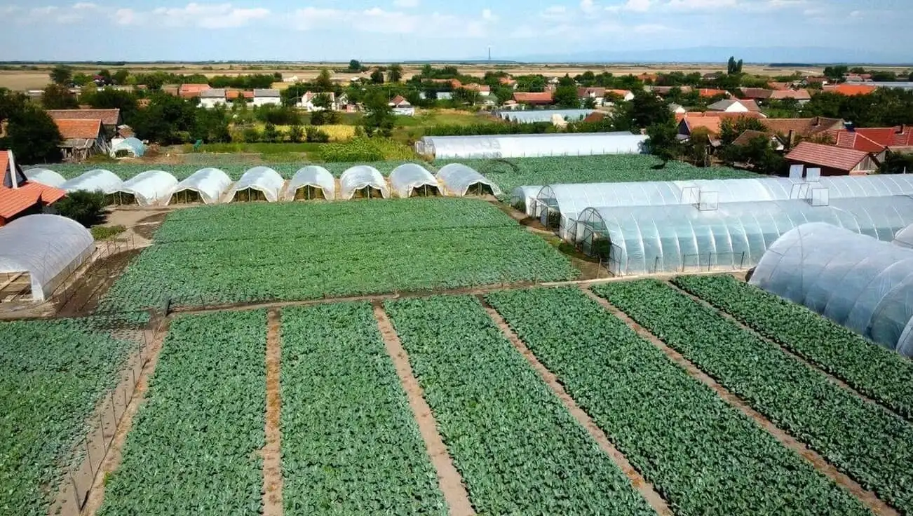 Vegetera Processing Line 