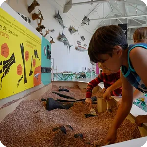 Two boys engaged in an interactive exhibit with sand and fossil replicas in a museum with mounted fish on the wall.