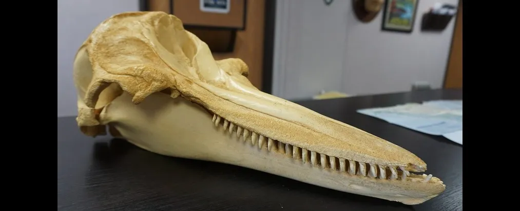 Close-up of a long, narrow dolphin skull with sharp teeth lying on a dark surface indoors.
