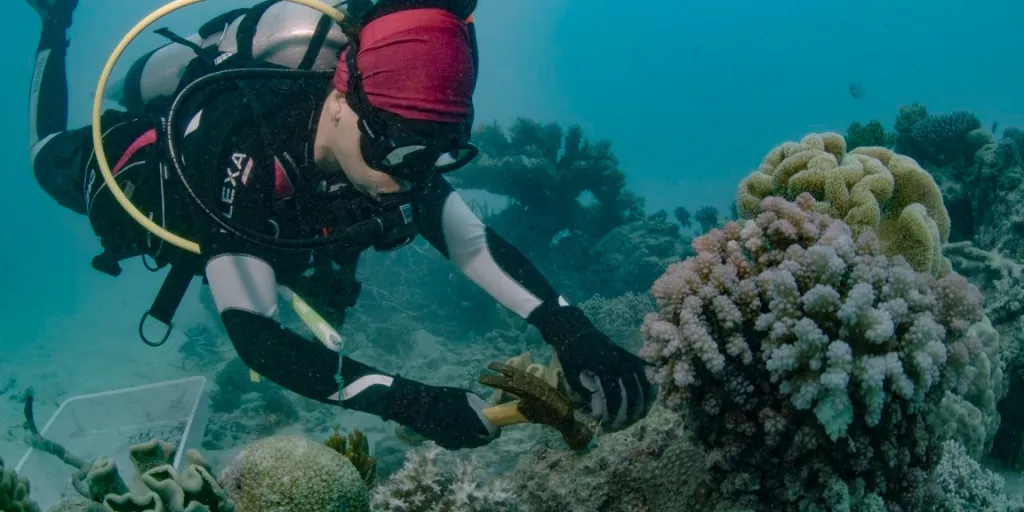 Scuba diver in a wetsuit examining coral reef underwater with gloves and diving gear.