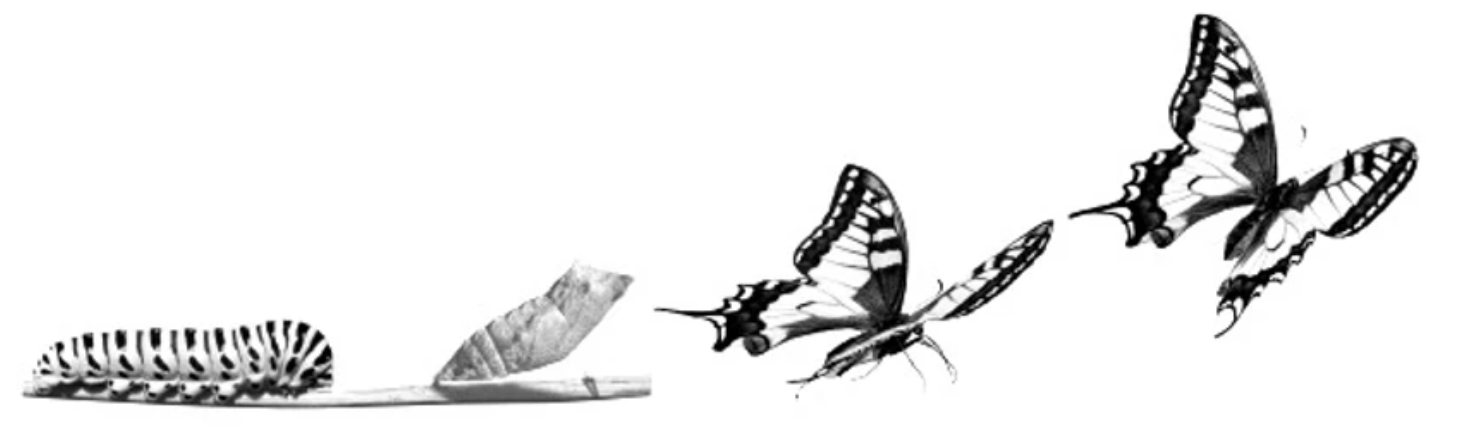 Common pains as a business grows
