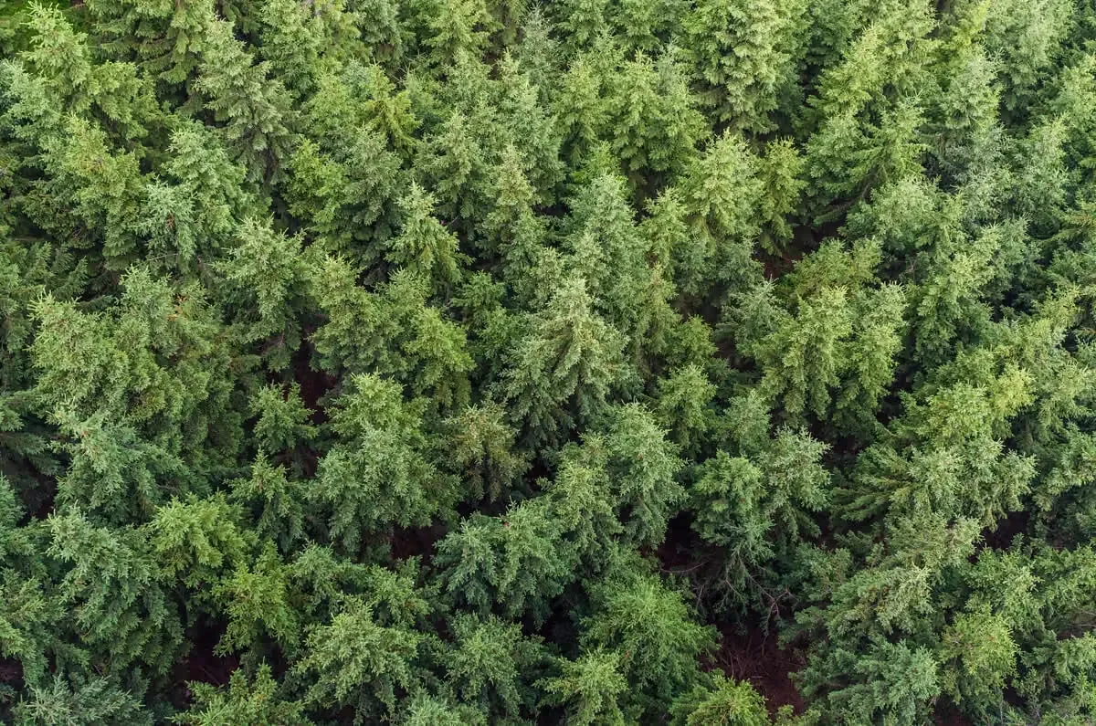Aerial view of a forest