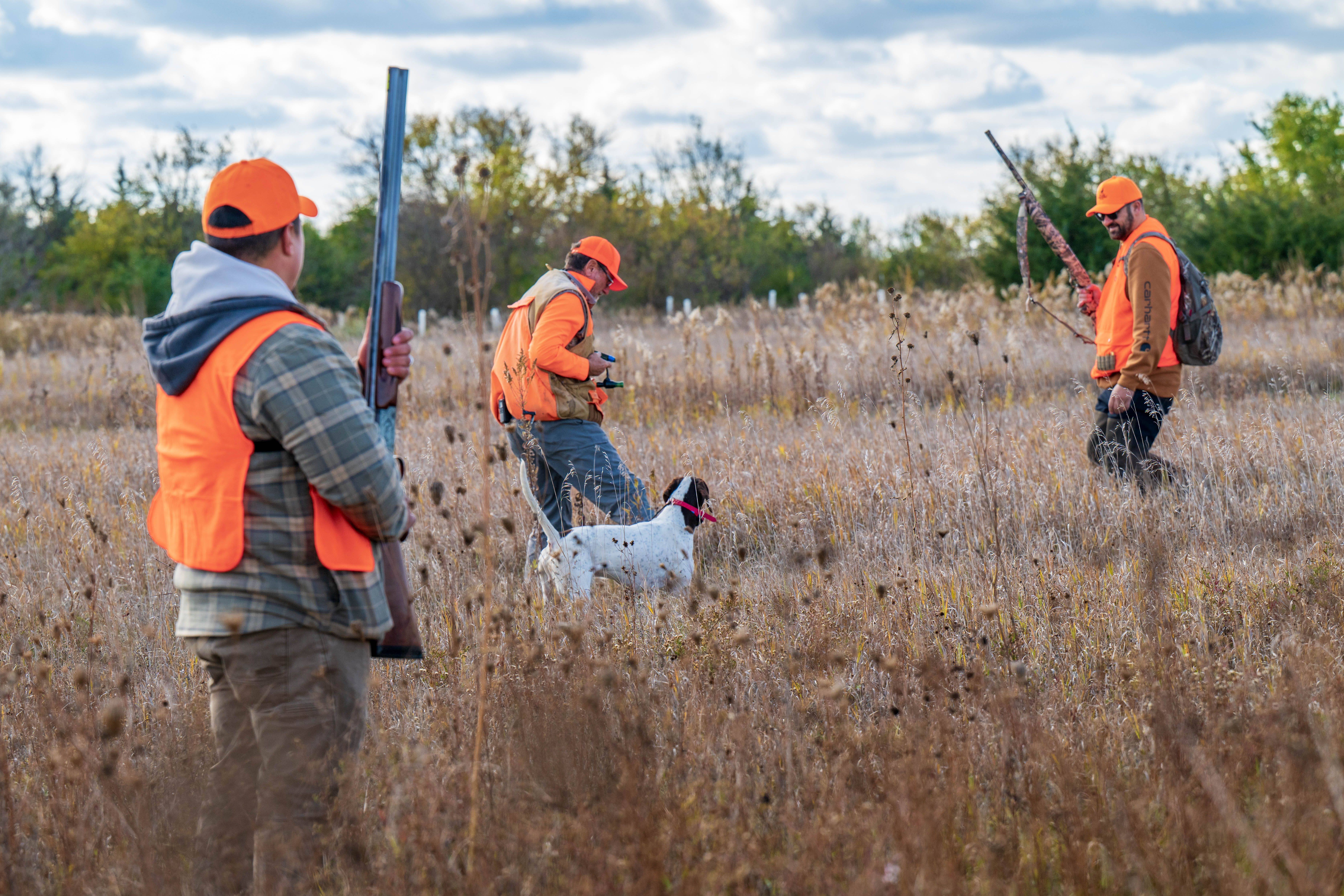 Two pheasant hunters walking through CRP with guide and his English Pointer