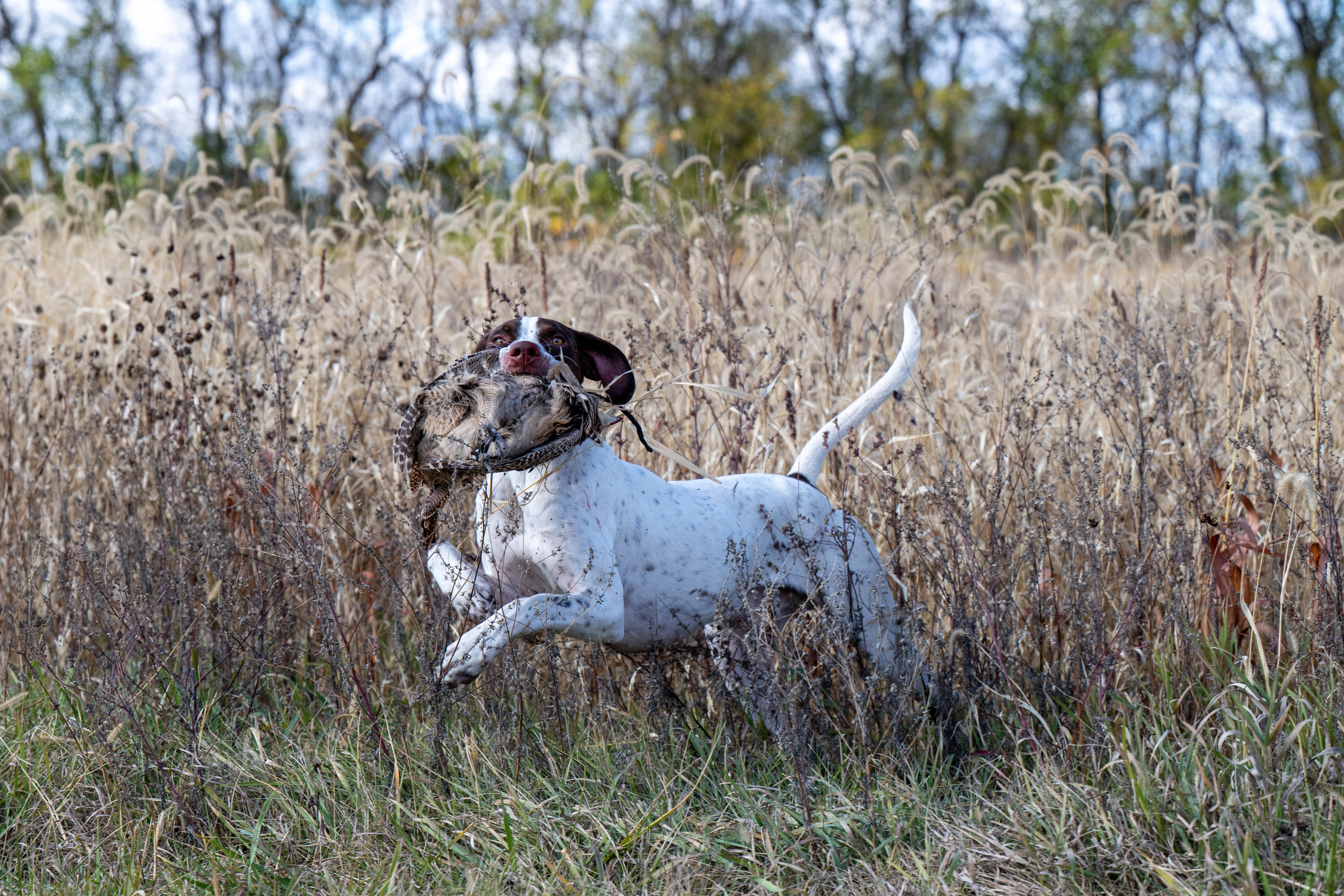 Brown and white English Pointer on point of a phesant in the tall CRP