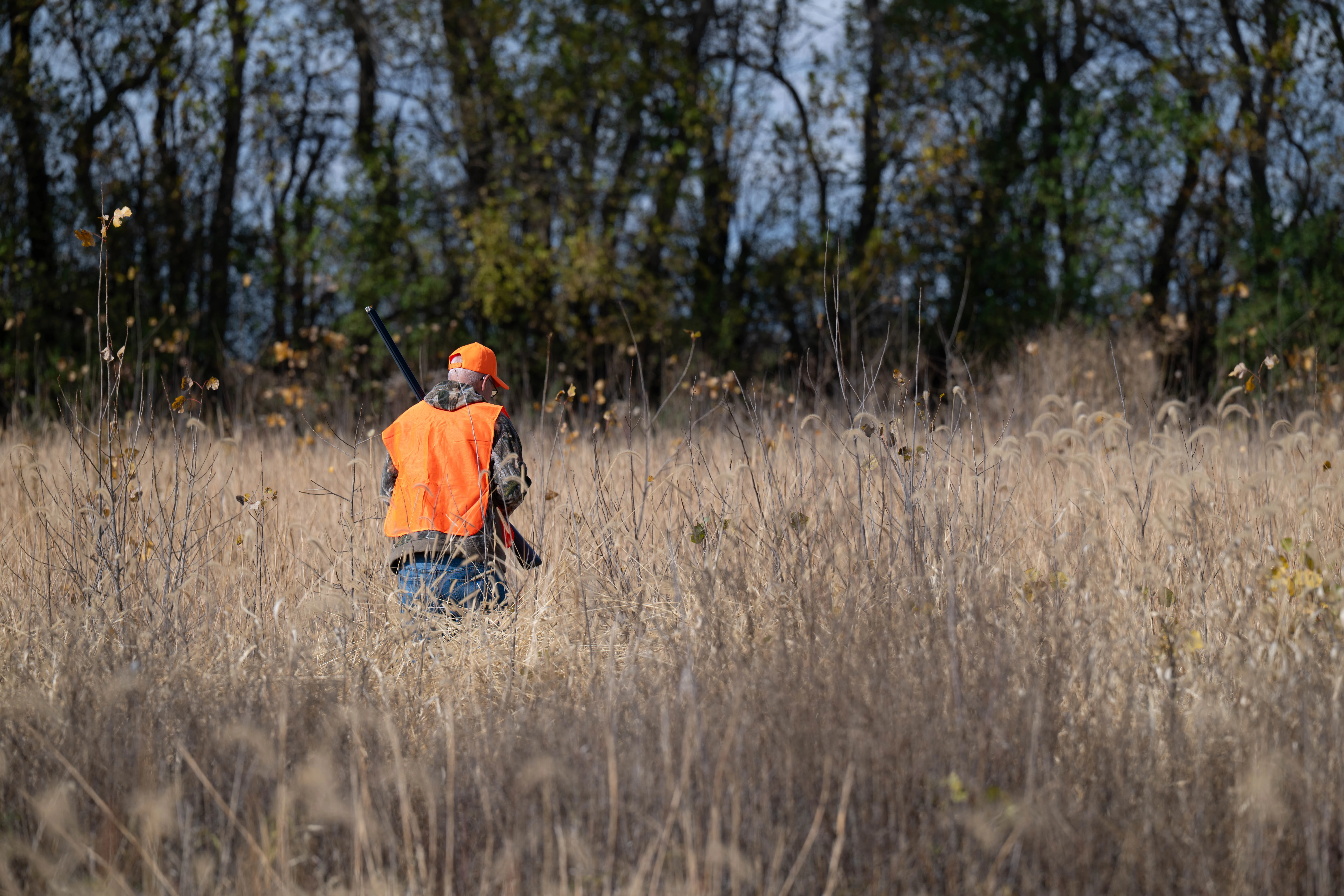 Brown and white English Pointer on point of a phesant in the tall CRP