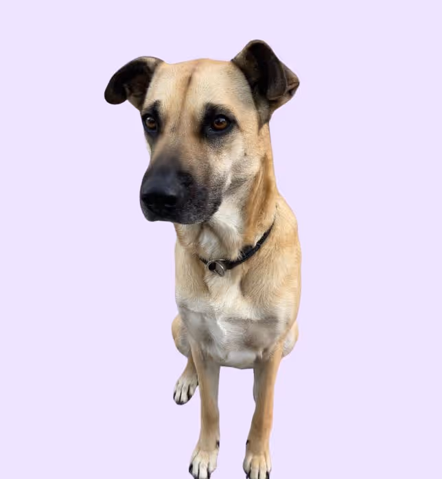 Ein großer Hund, wessen Fell hellbraun mit einigen weißen Flecken ist, vor einen lilanen Hintergrund.