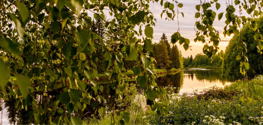 Suomalainen järvimaisema koivujen lomasta