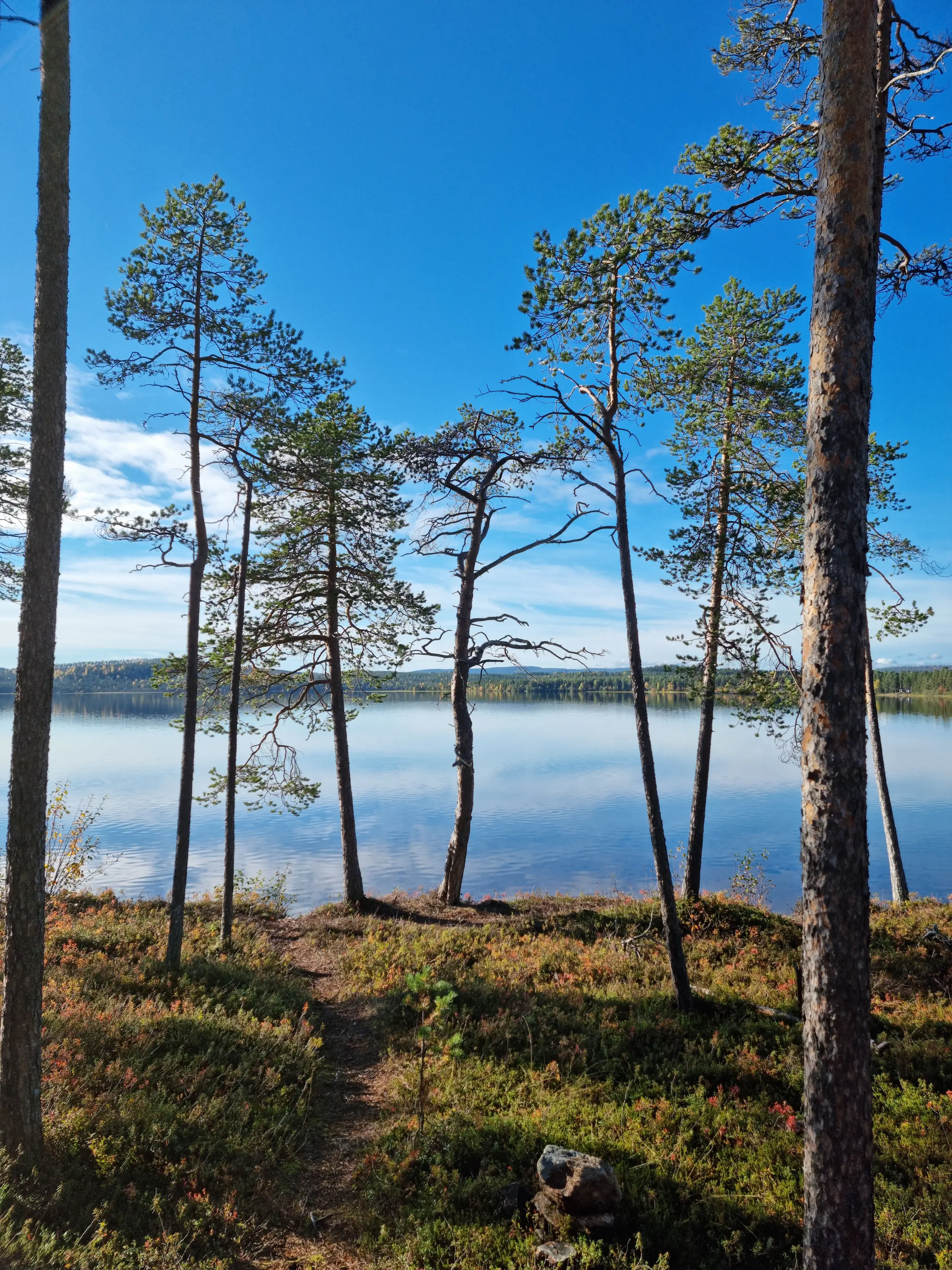 Maitohappobakteerit ja suoliston hyvinvointi