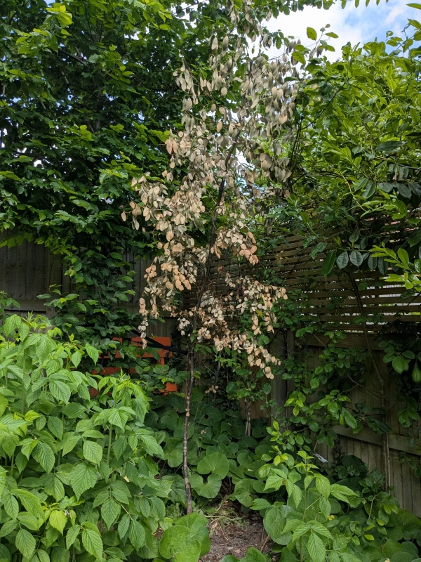 The robust but unresilient tree