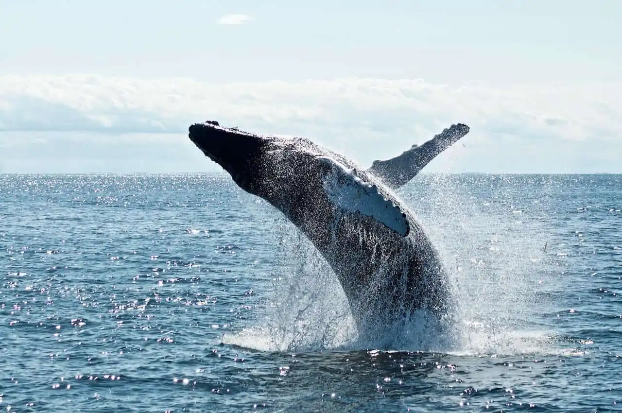 A humpback whale breaching dramatically out of the ocean, surrounded by splashing water under a bright sky.