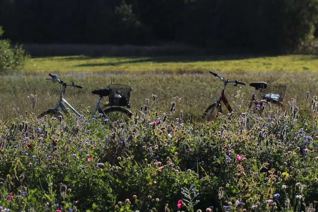 Two bicycles with baskets parked in a sunny wildflower meadow, with trees casting shadows in the background.