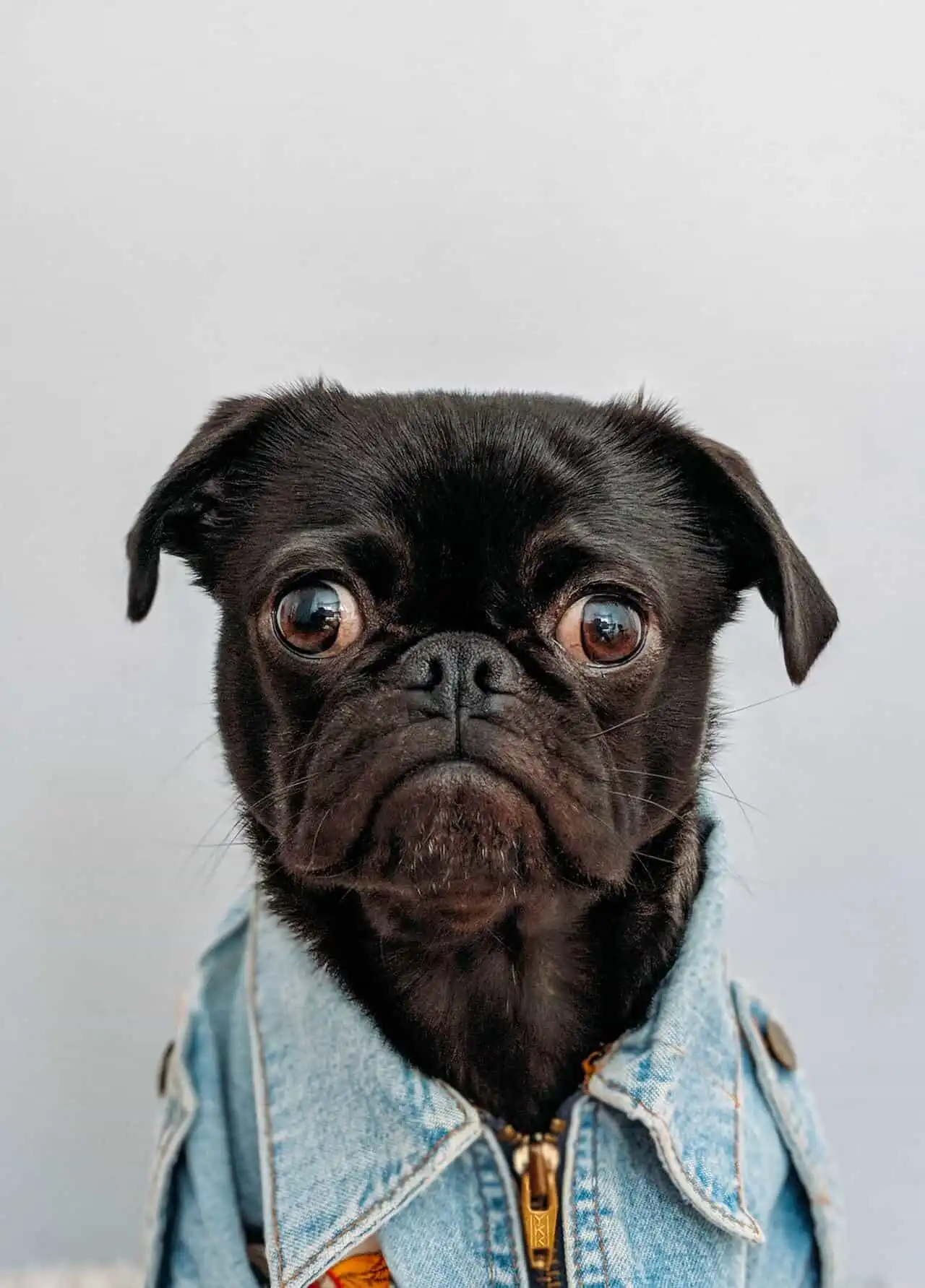 A black pug with wide eyes wearing a blue denim jacket, looking directly at the camera against a plain background.