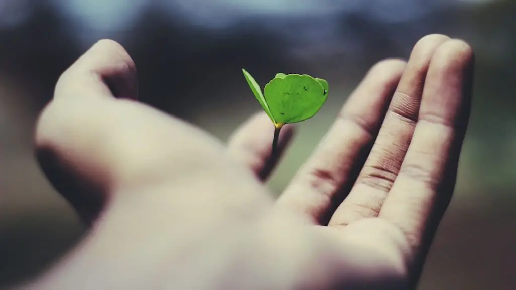 Close-up of a hand gently holding a small green seedling with two leaves, symbolising growth and care.
