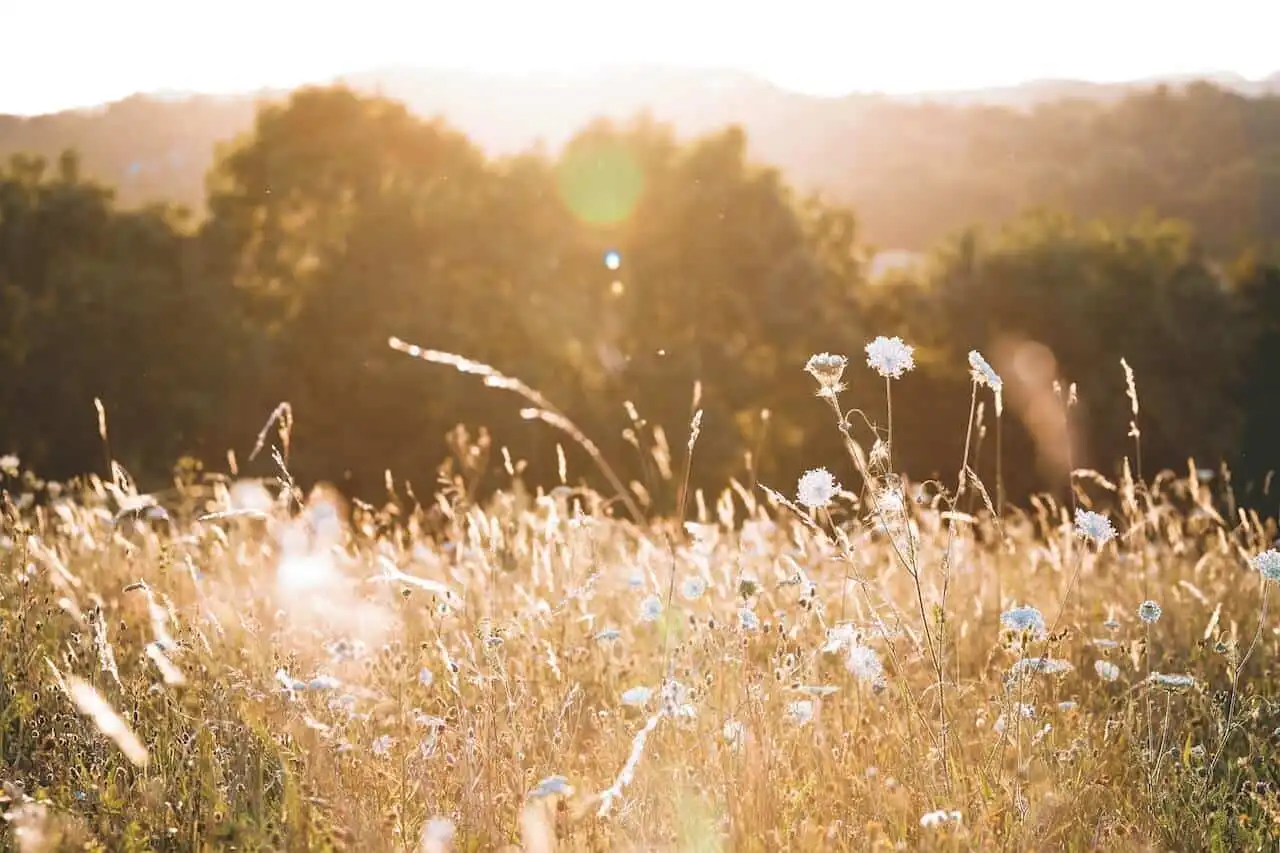 Sunlit wildflower meadow glowing with golden light, evoking peace, spaciousness, and the power of stillness in nature.