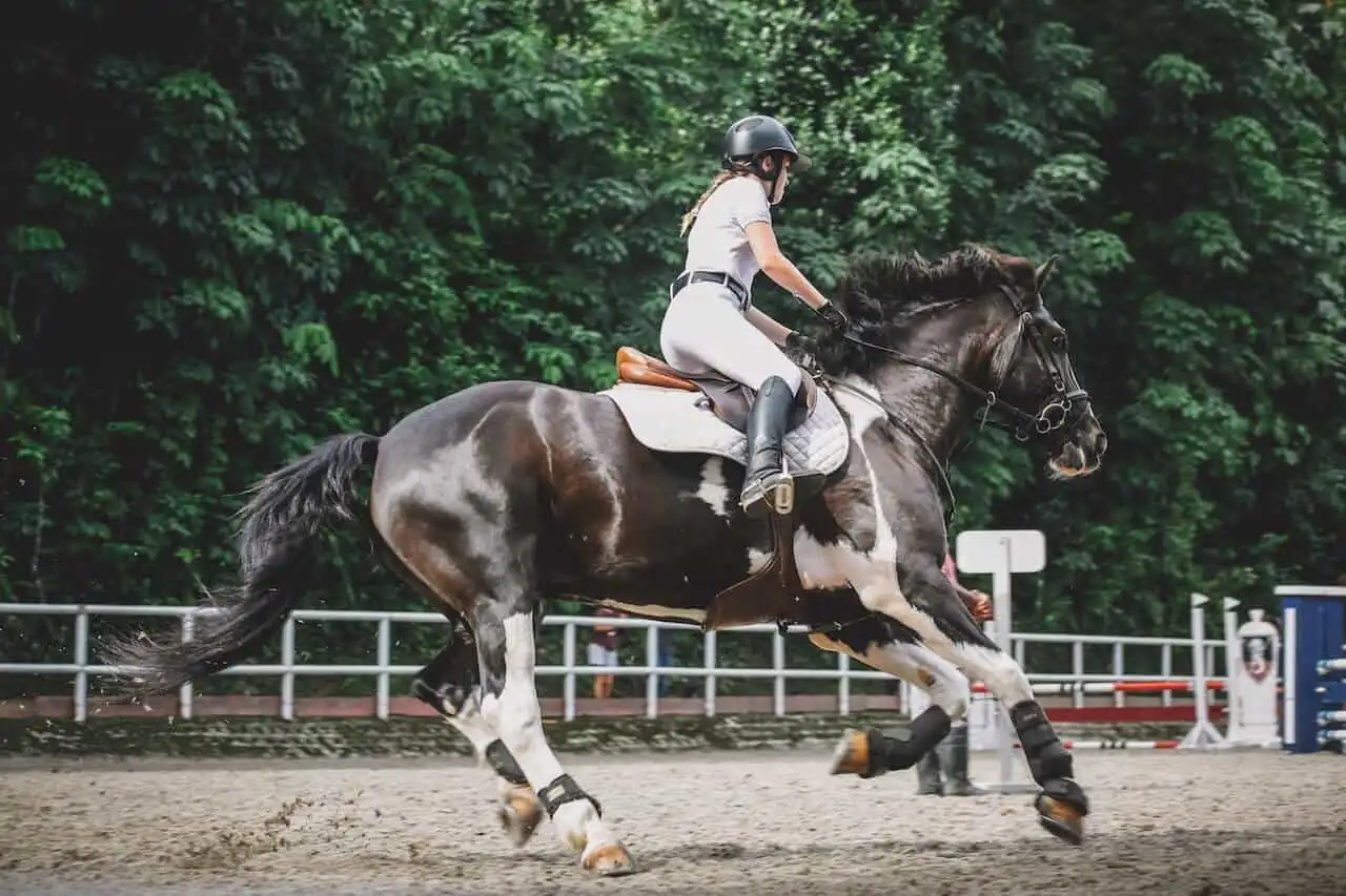 A rider in equestrian gear galloping on a black and white horse in an outdoor arena, with a green forest in the background.