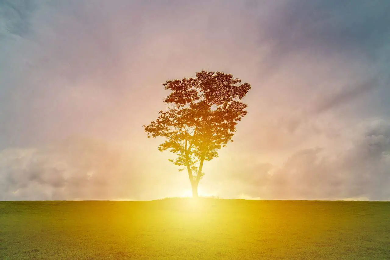 A single tree stands illuminated by golden sunlight at sunrise or sunset, symbolising clarity, growth, and grounded presence—echoing themes of financial wisdom and life-centred advice explored in the interview with Cleona Lira.