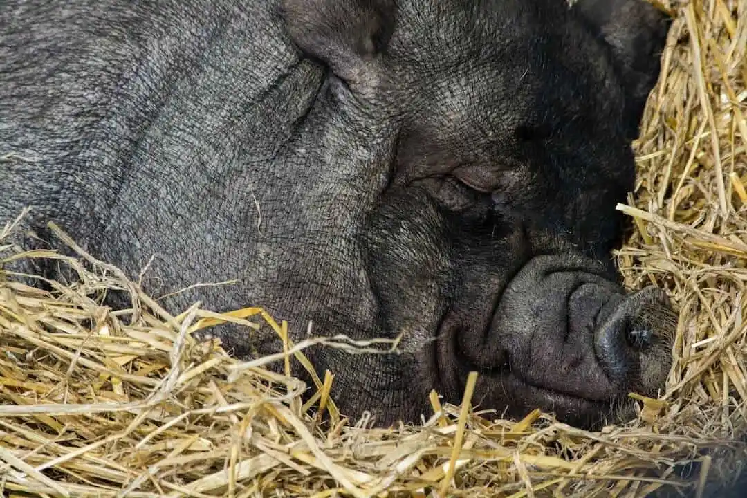 Close-up of a sleeping black pig nestled in straw bedding.