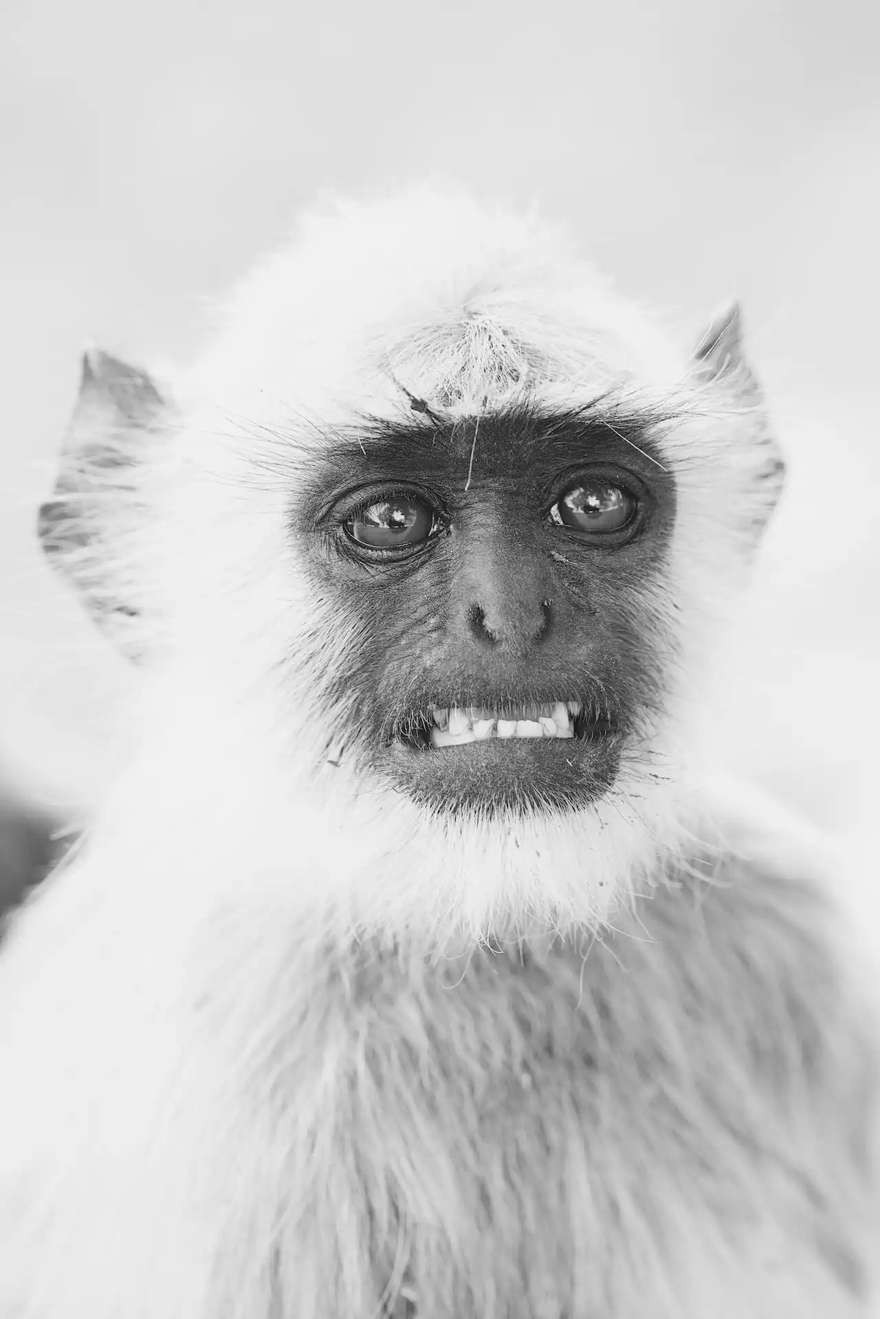 Close-up black and white portrait of a langur monkey with expressive eyes and bared teeth, gazing slightly to the side.