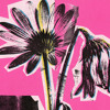 Perennial cover artwork