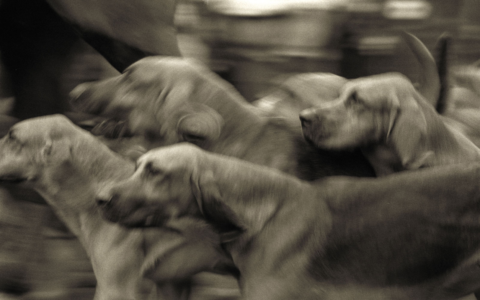 Hunt dogs