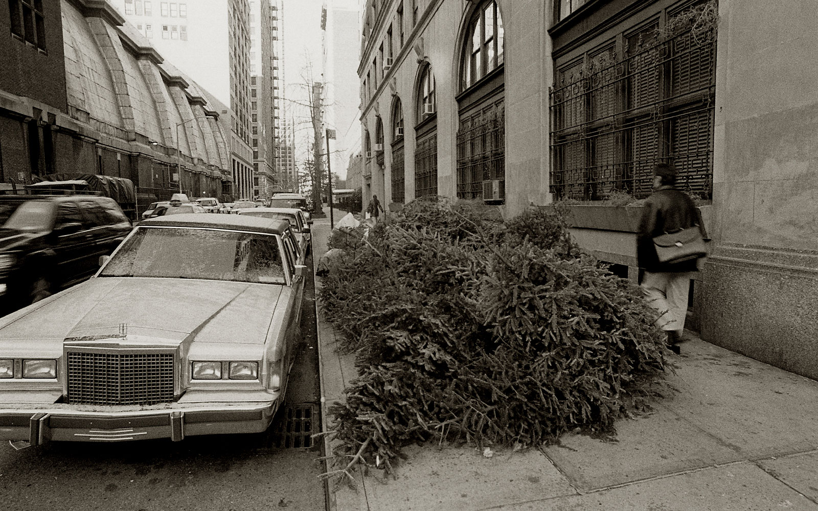 Trees, New York