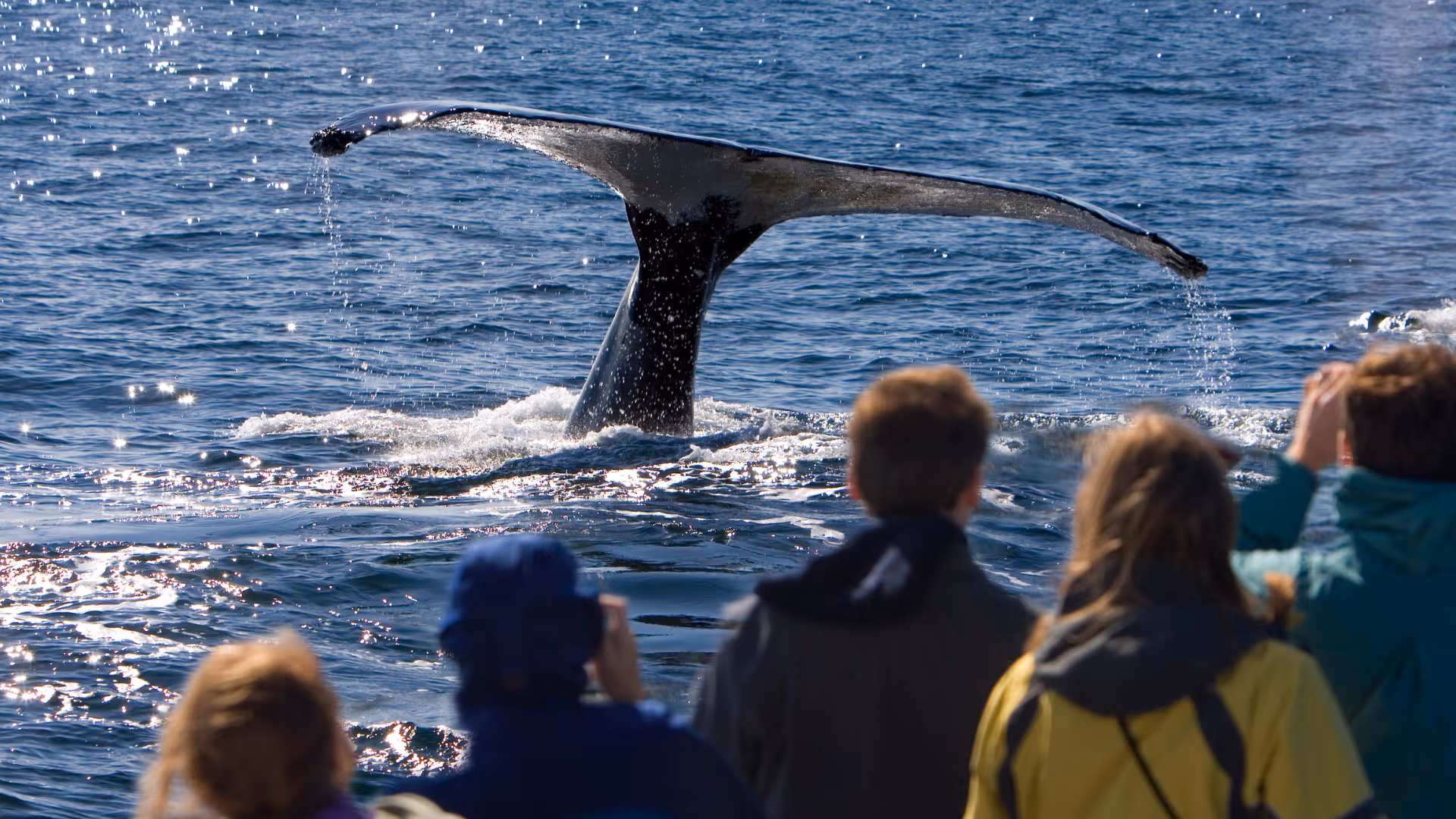 Marine tourism operators on the water