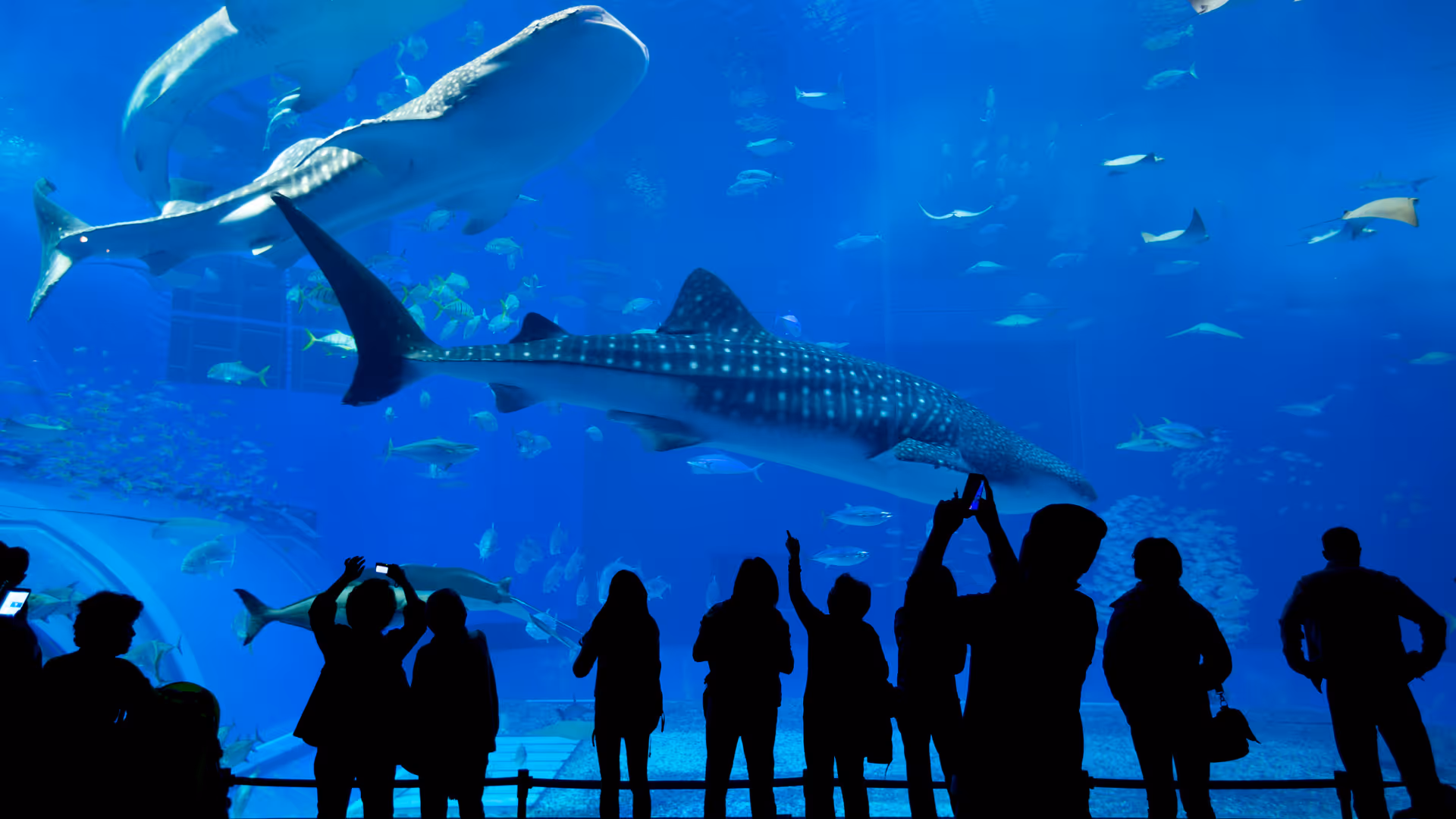 Visitors at an attraction or visitor experience