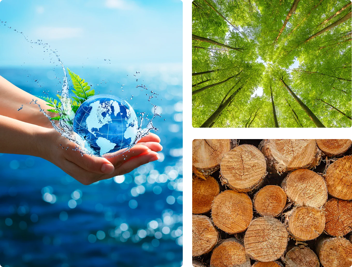 Collage of hands holding a globe in water, a forest canopy and stacked cut logs, representing sustainability