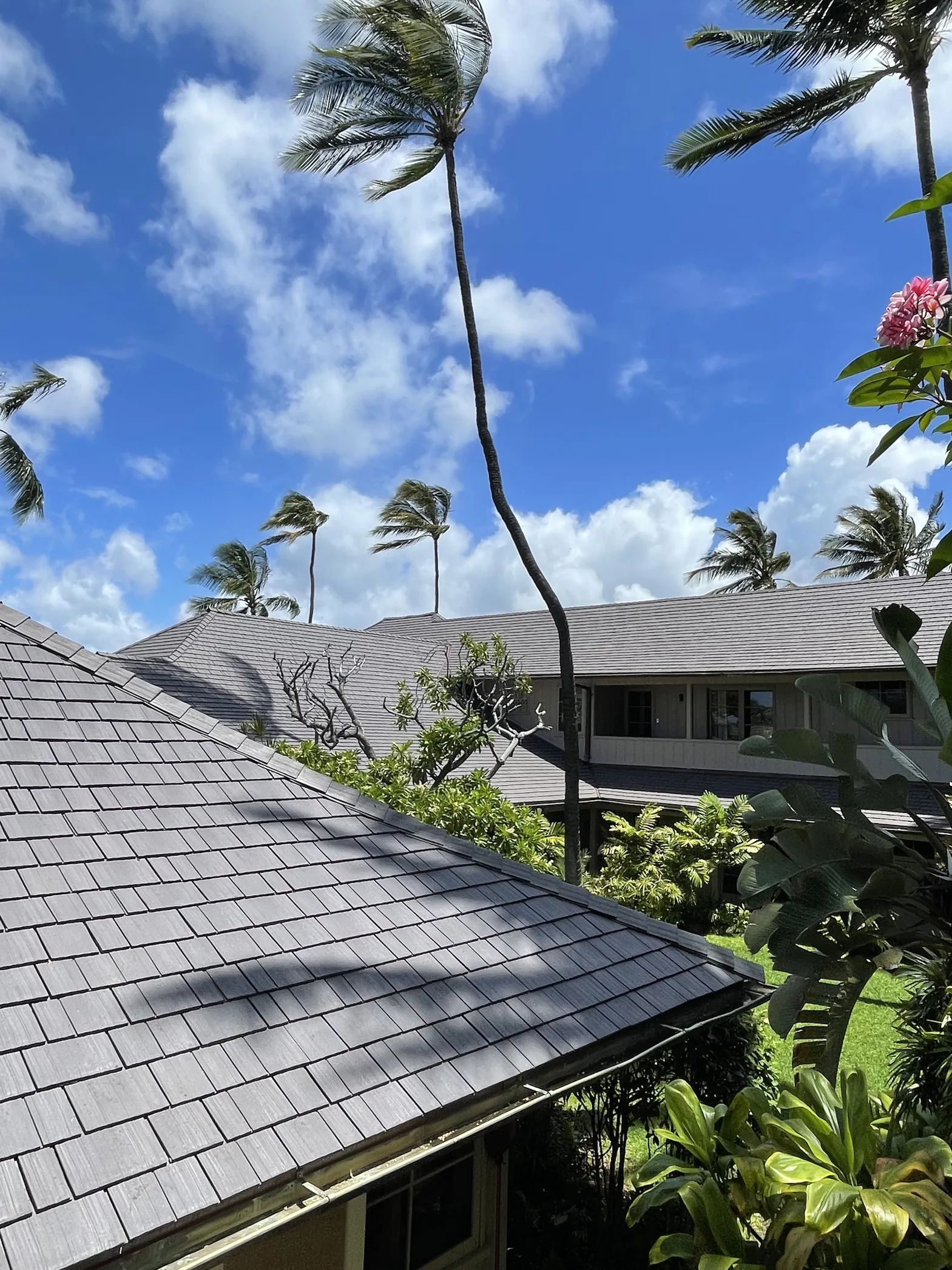 Grey shake-style roofs surrounded by tall palms and tropical planting.