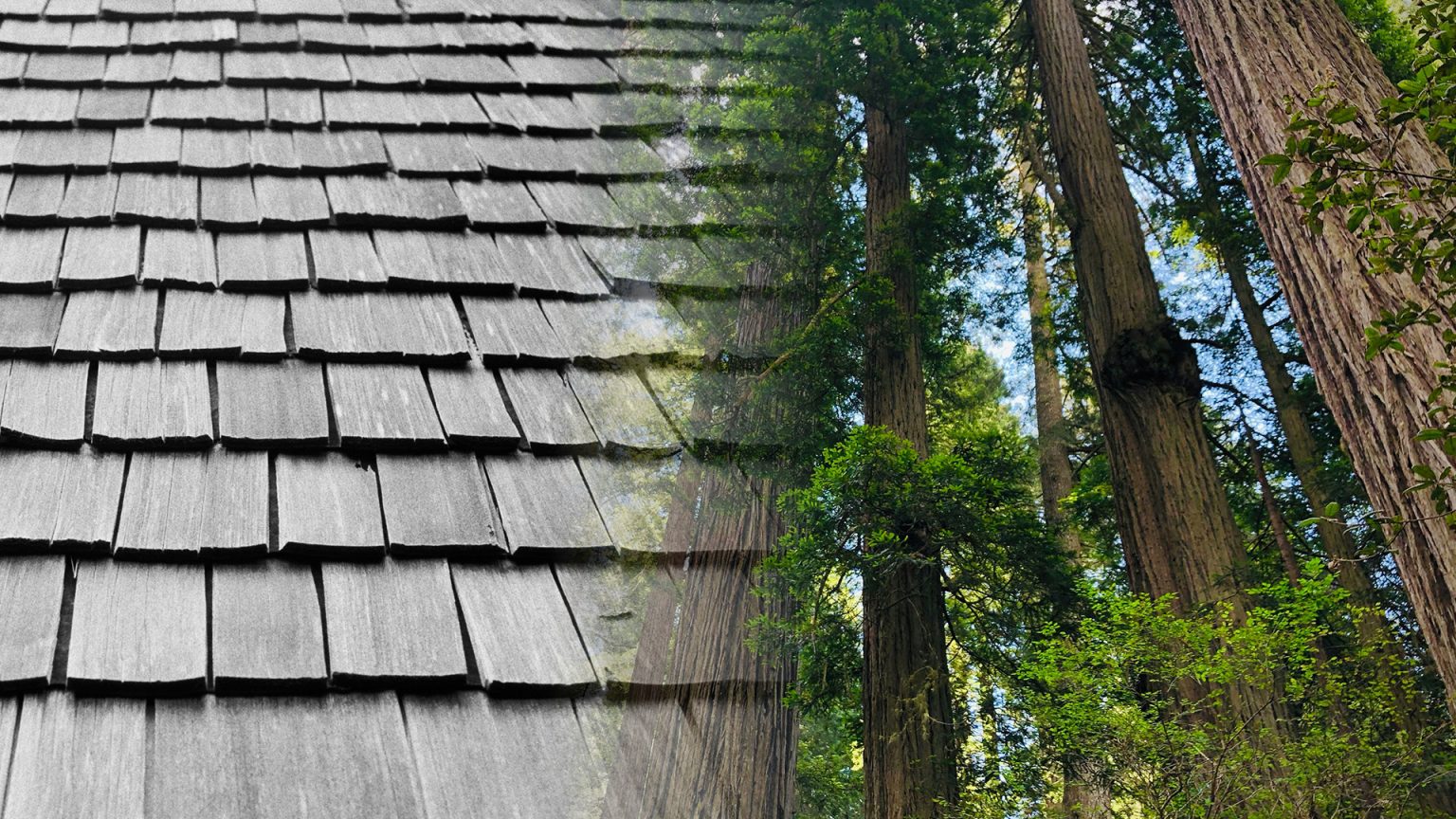 Split image of cedar shake roofing and an old-growth cedar forest