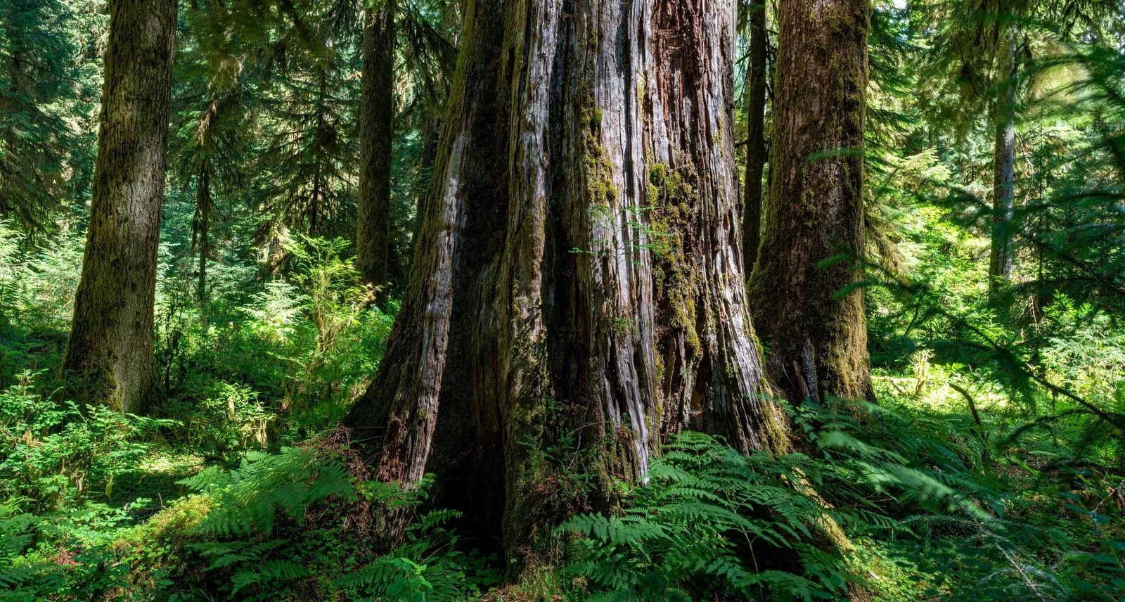 Old-growth cedar trees in a dense Pacific Northwest forest