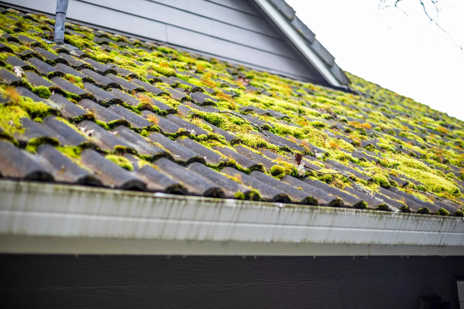 Moss-covered roof showing heavy organic growth and moisture staining