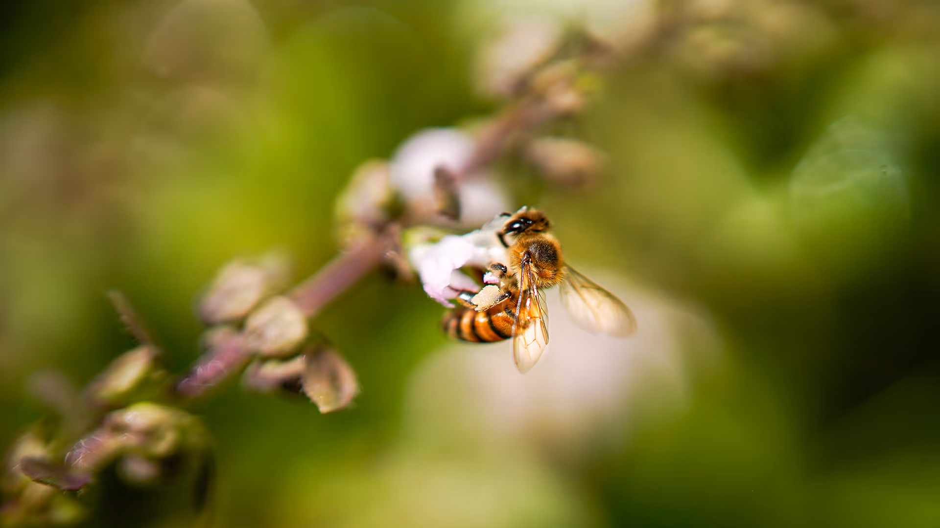 Abeja polinizando una pequeña flor en un tallo con fondo verde desenfocado.