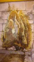 Macon warehouse huge honey bee removal 1