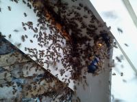 beesattackme