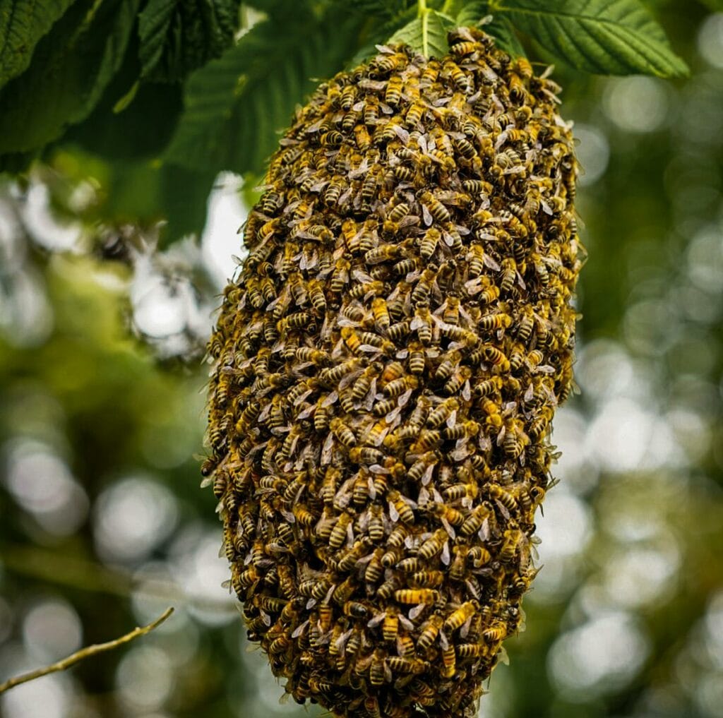 Free Hanging Beehive | SouthEast Bee Removal