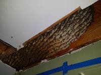 bee removal