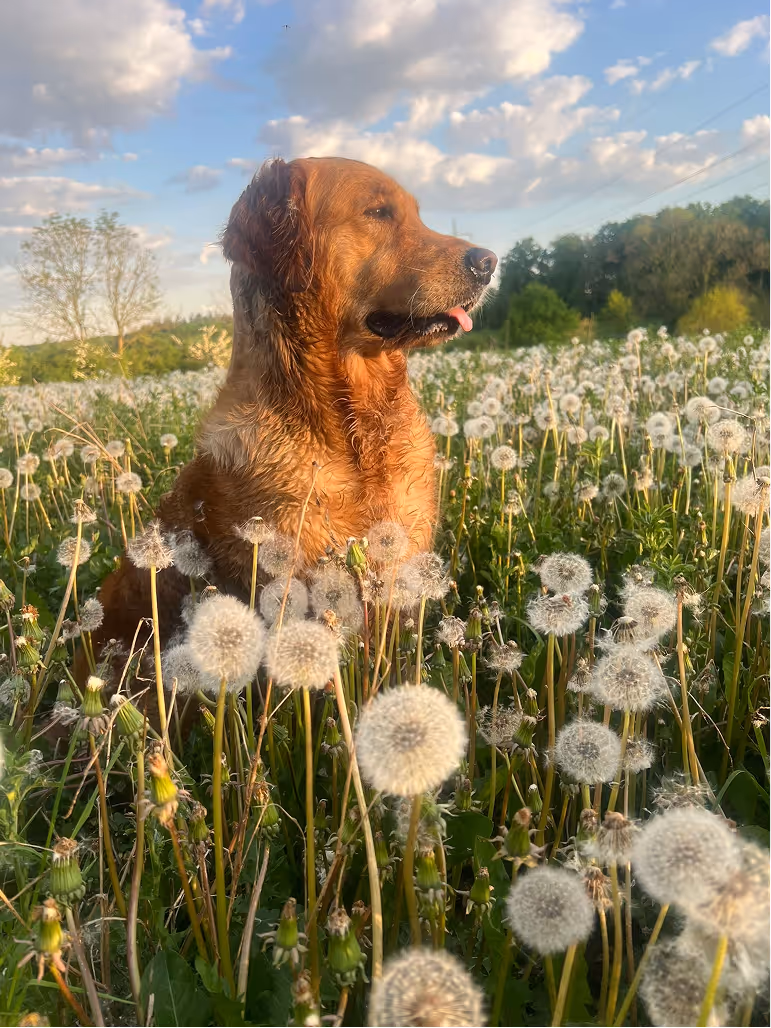 Golden retriever sitting in a field of dandelions with a partly cloudy blue sky.